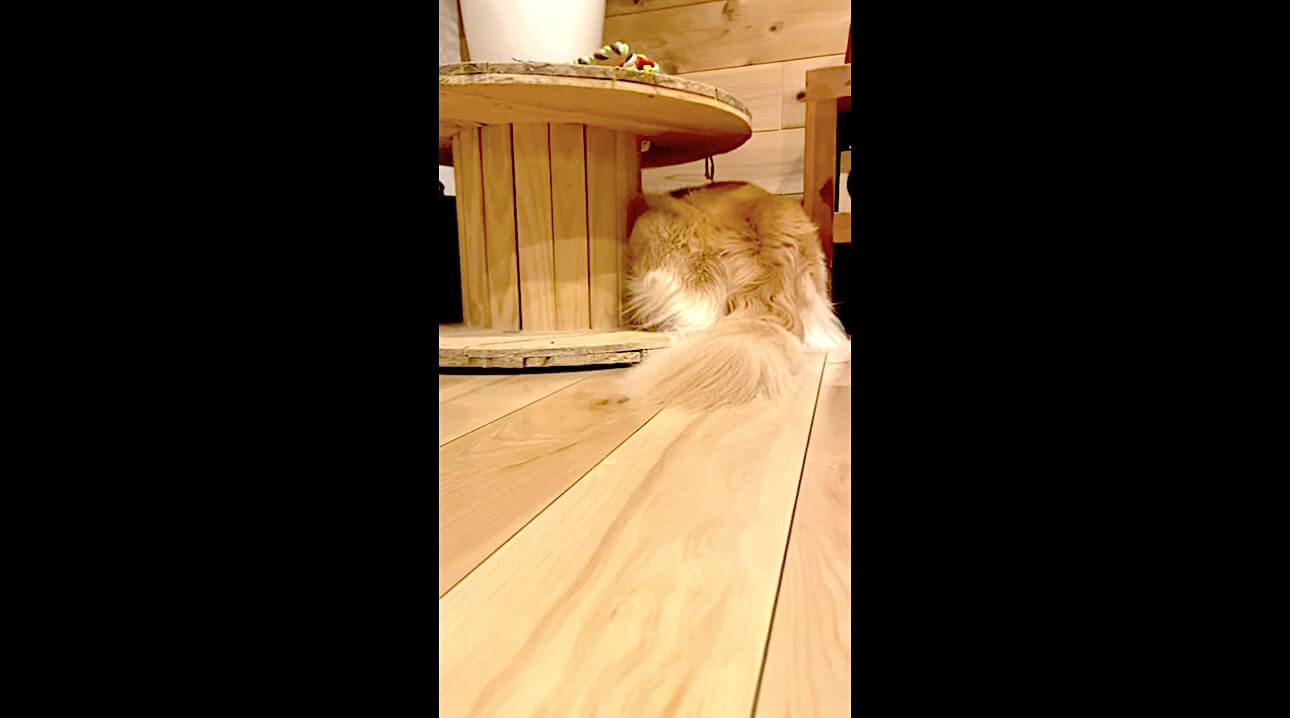 ゴールデンレトリーバー,動画