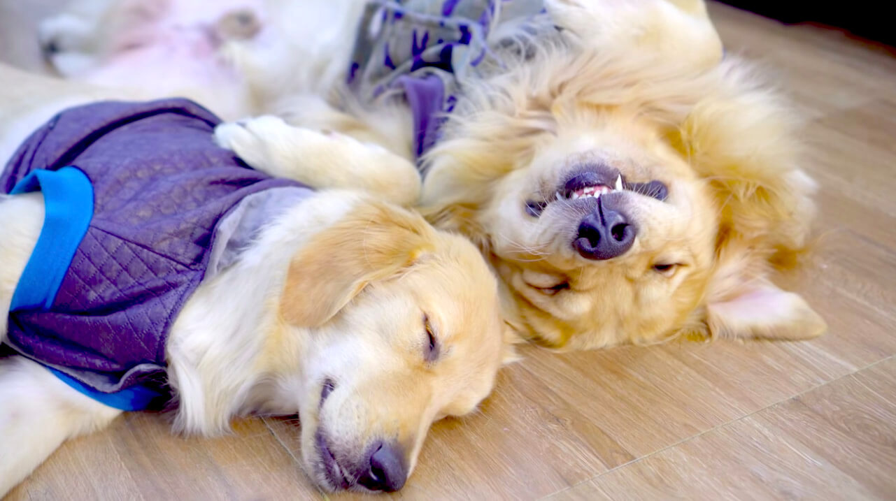 ゴールデンレトリーバー,動画