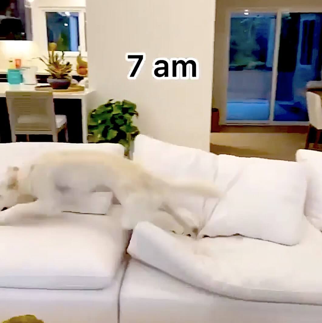 ゴールデンレトリーバー,動画