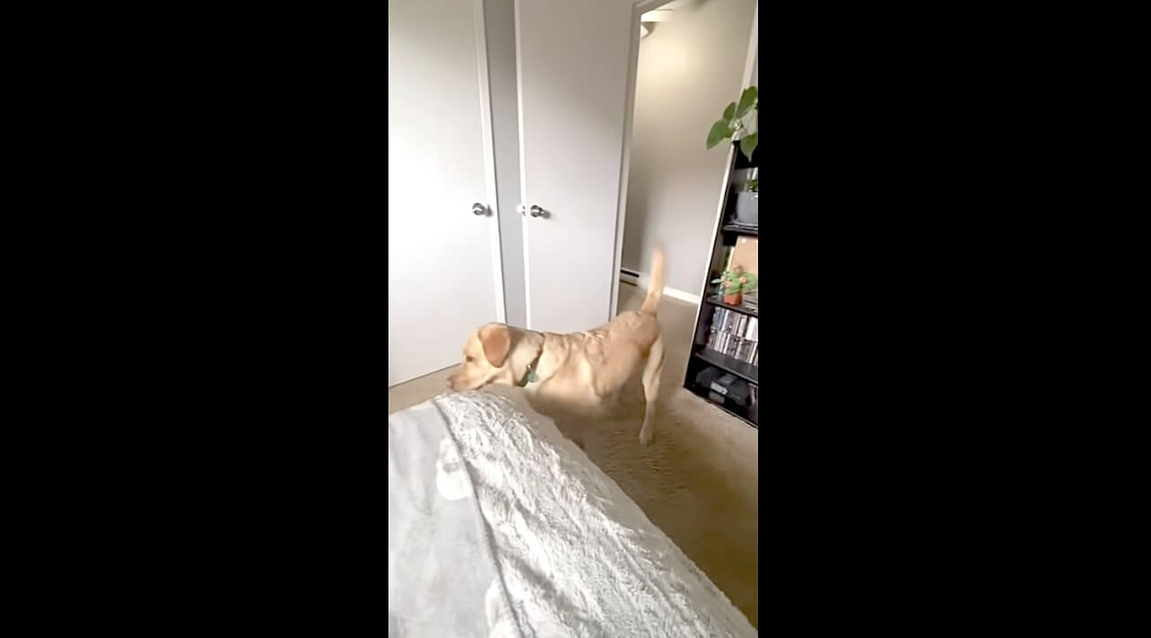 ラブラドールレトリーバー,動画