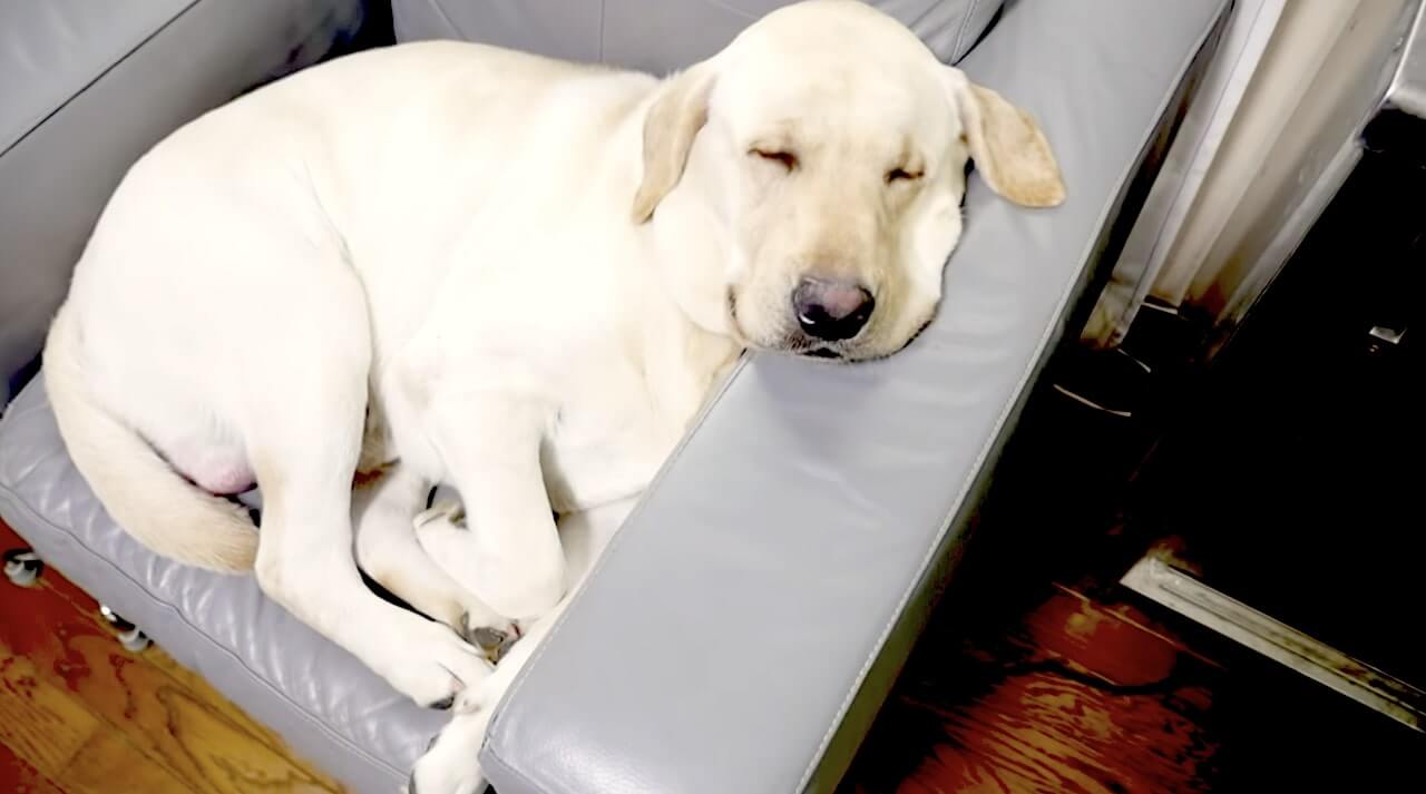 ラブラドールレトリーバー,動画