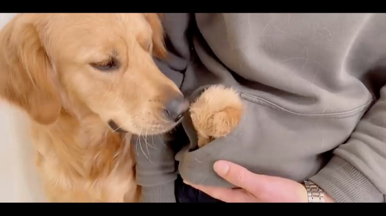 ゴールデンレトリーバー,動画