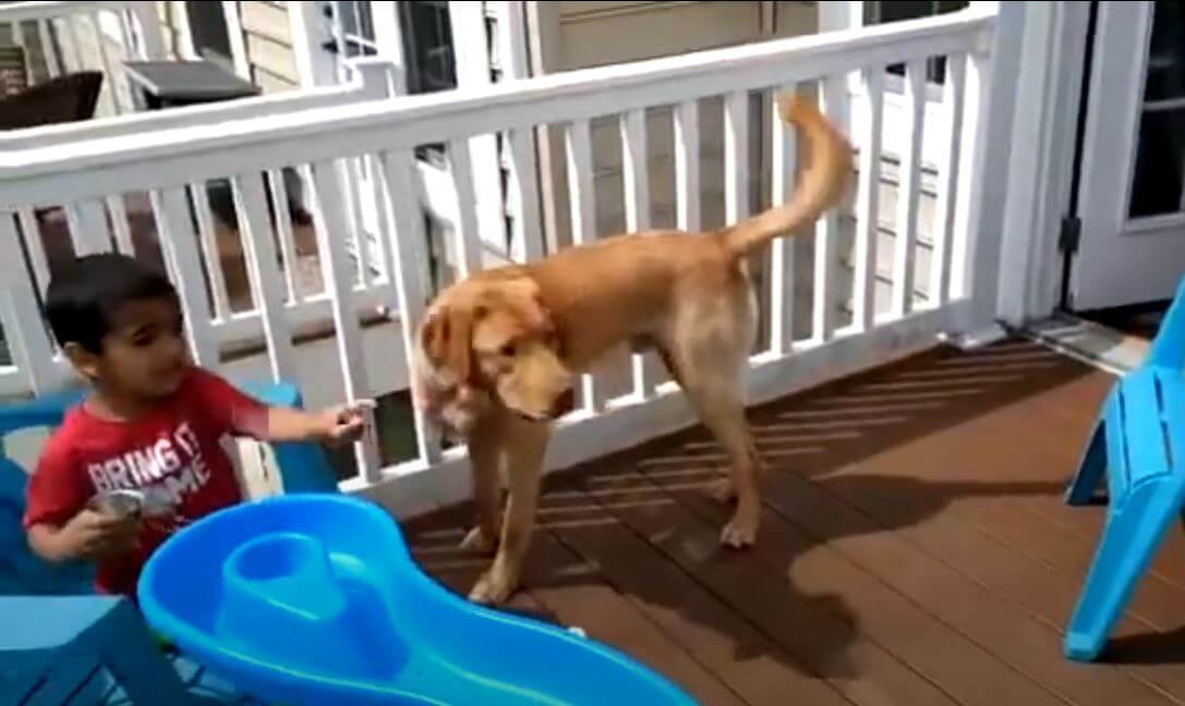 ラブラドールレトリーバー,動画