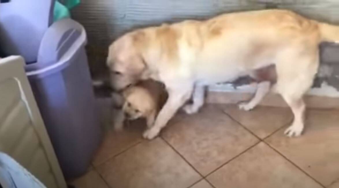 ラブラドールレトリーバー,動画