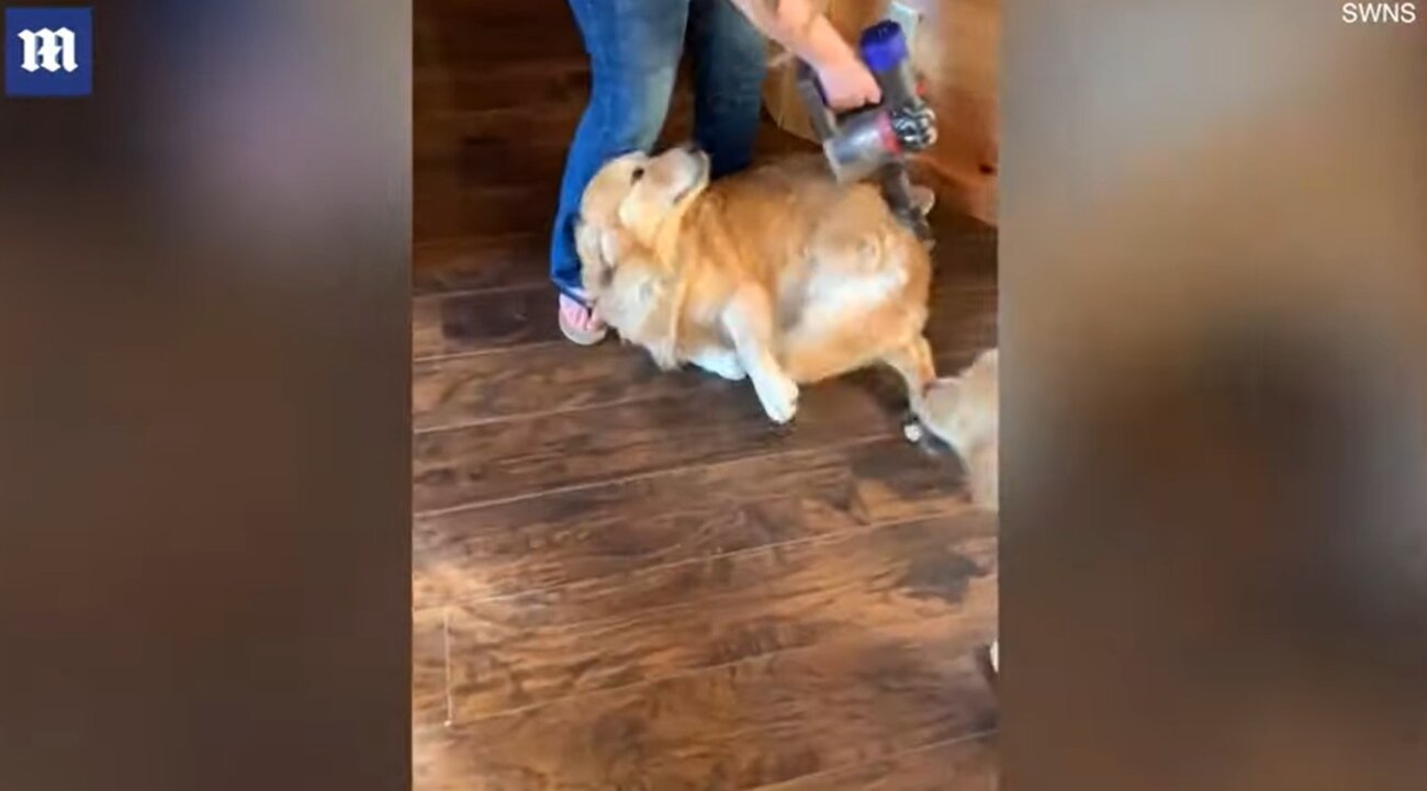 ゴールデンレトリーバー,動画