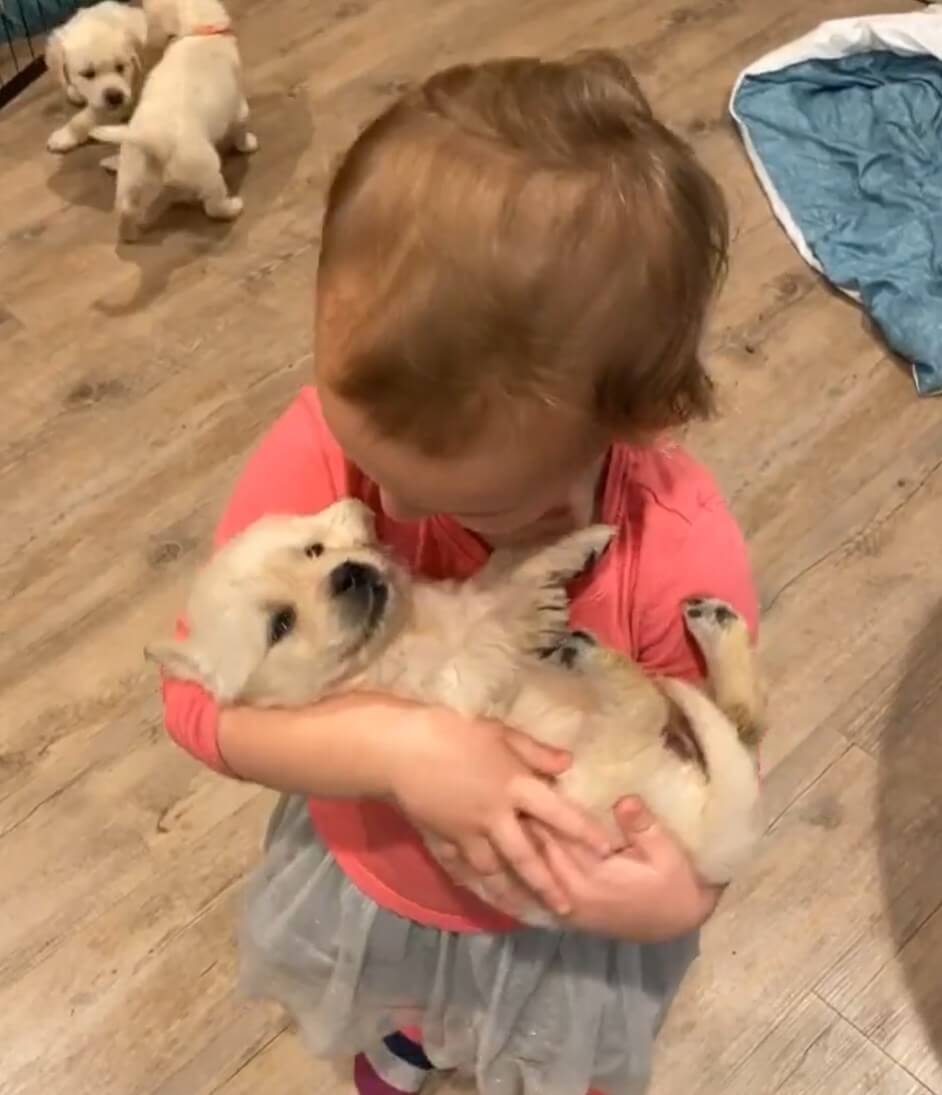 ゴールデンレトリーバー,動画