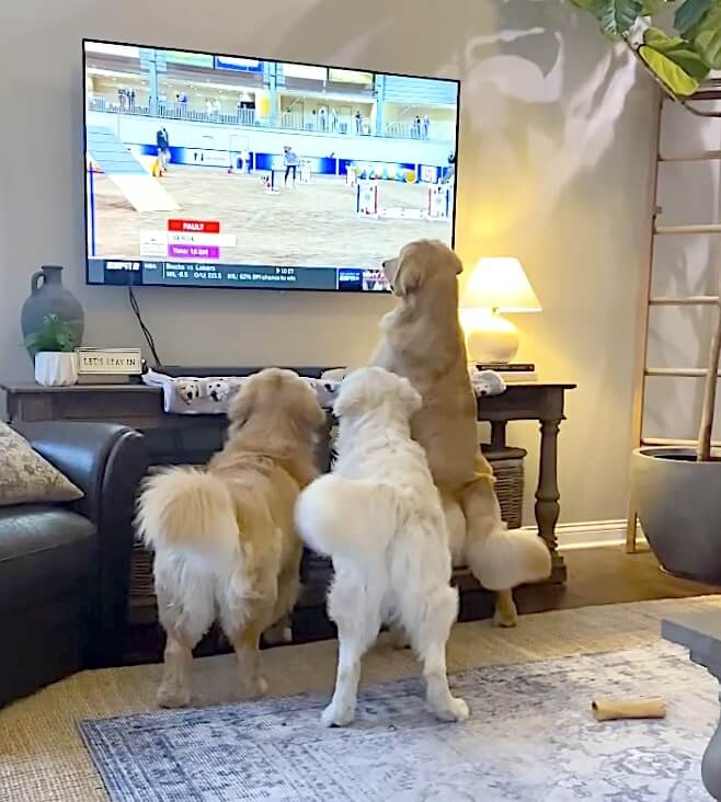 ゴールデンレトリーバー,動画