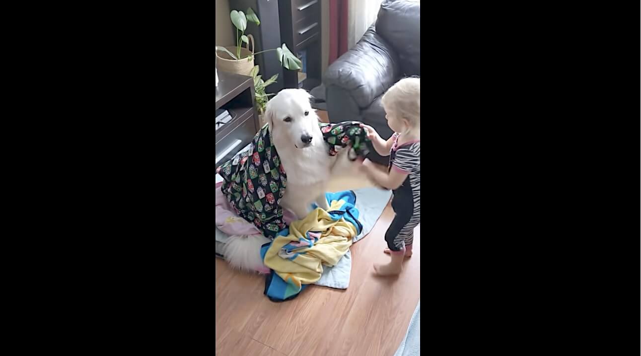 ゴールデンレトリーバー,動画