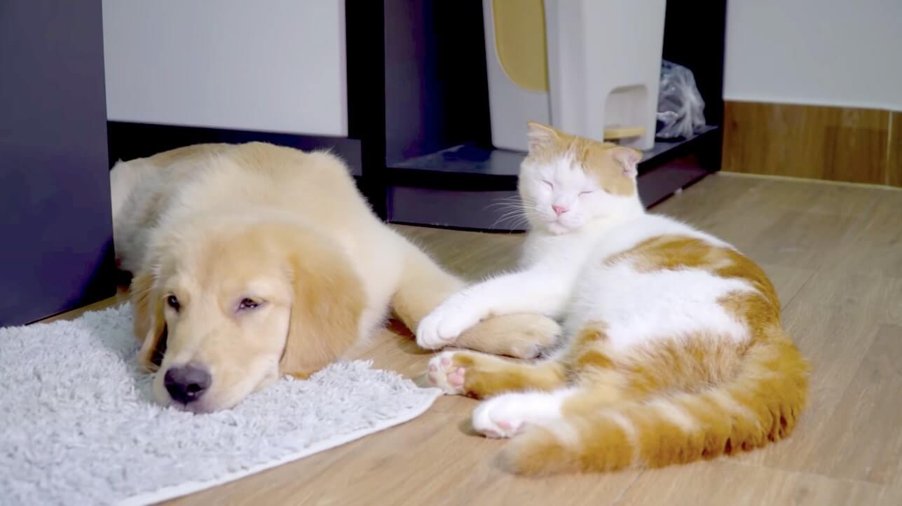 ゴールデンレトリーバー,動画