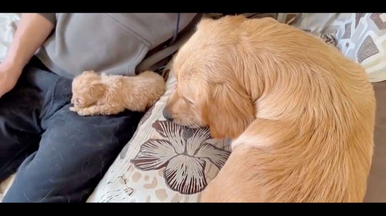 ゴールデンレトリーバー,動画