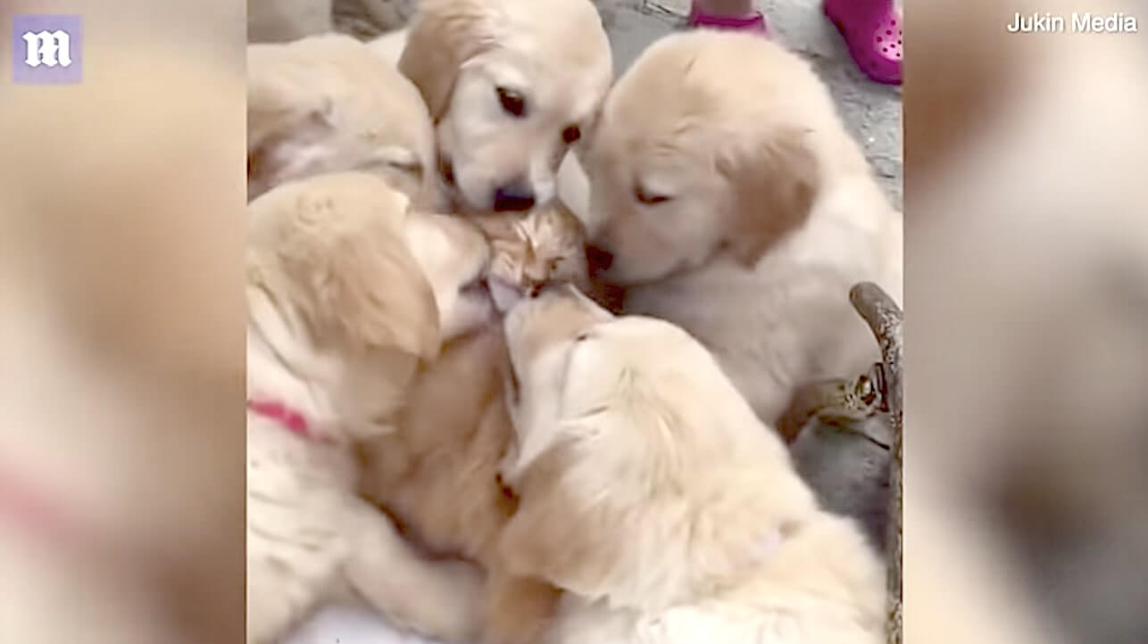 ゴールデンレトリーバー,動画