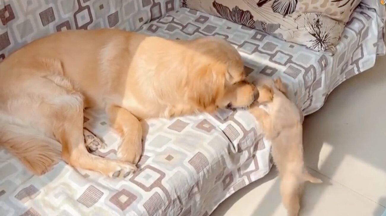 ゴールデンレトリーバー,動画