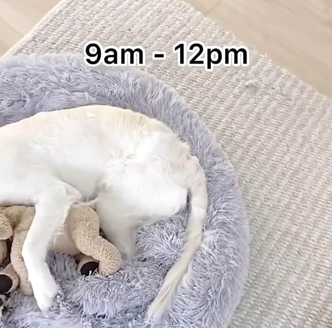 ゴールデンレトリーバー,動画