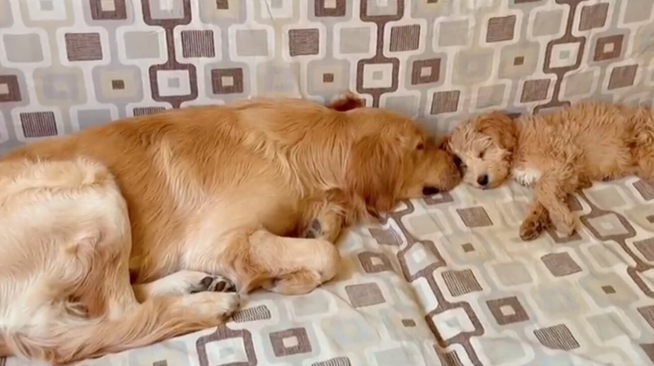 ゴールデンレトリーバー,動画