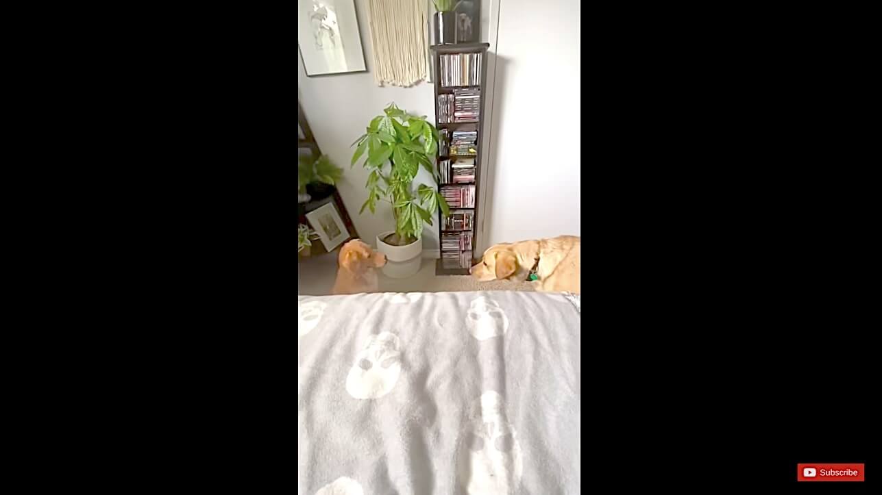 ラブラドールレトリーバー,動画