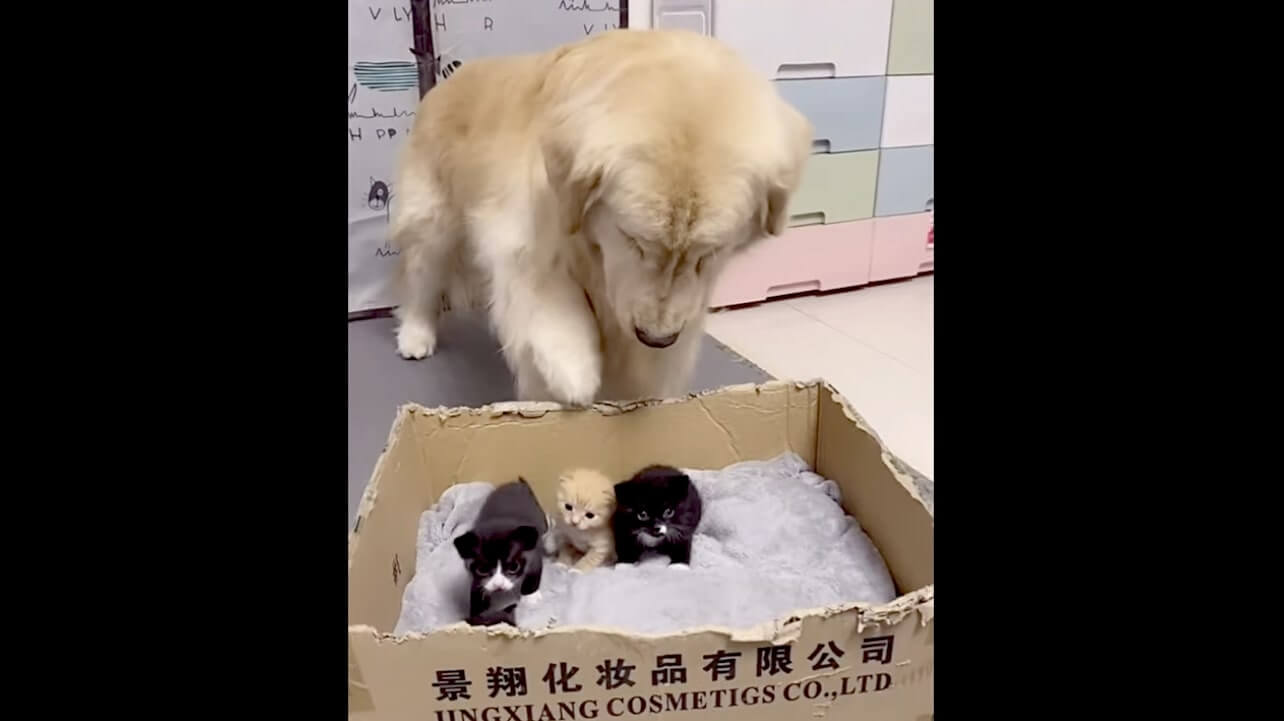 ゴールデンレトリーバー,動画