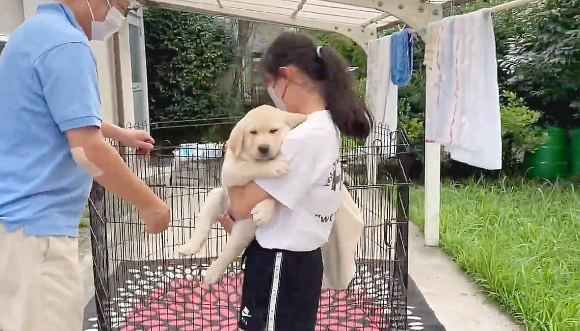 ラブラドールレトリーバー,動画