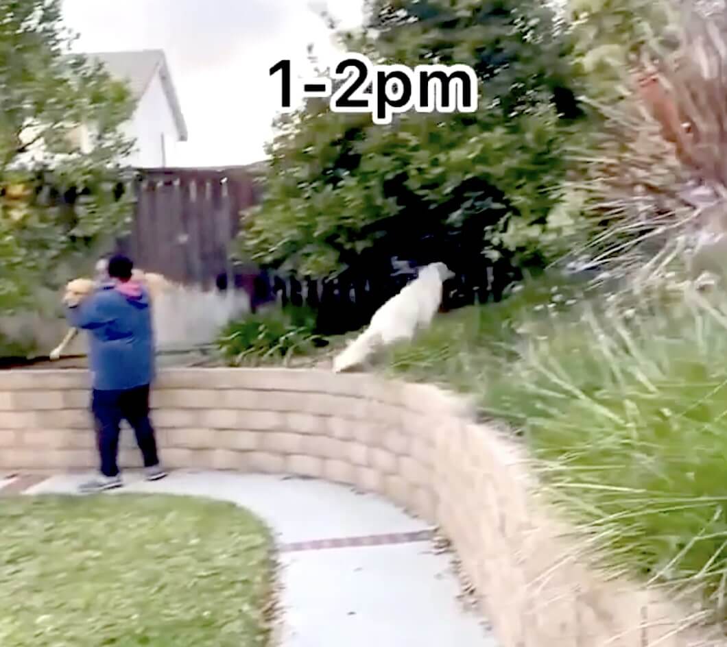 ゴールデンレトリーバー,動画