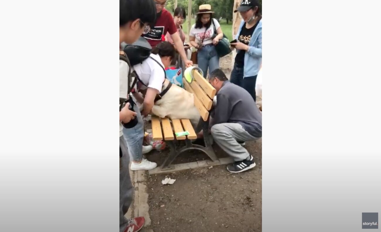 ラブラドールレトリーバー,動画