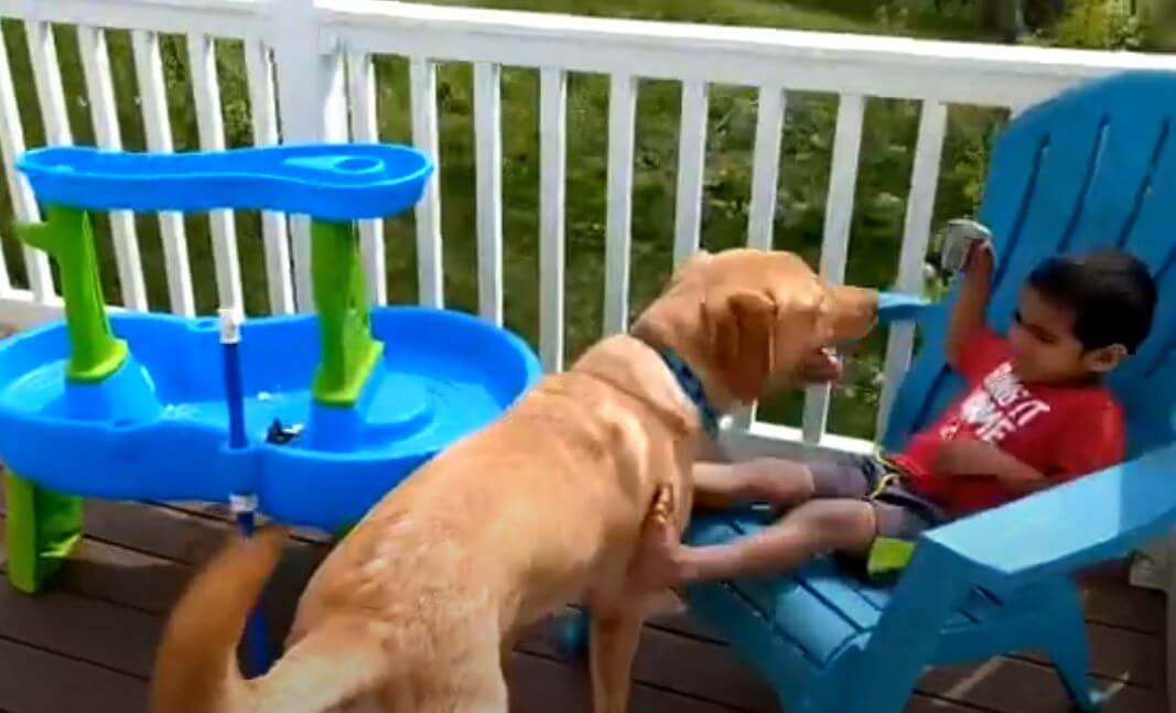 ラブラドールレトリーバー,動画