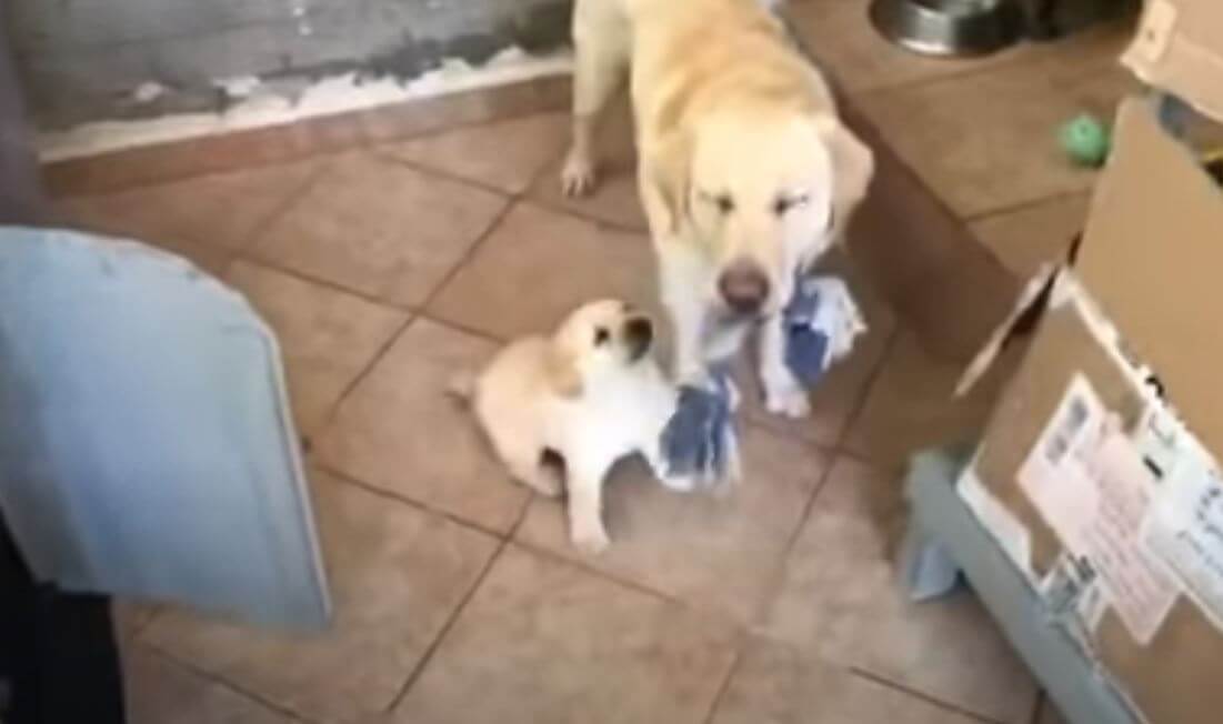 ラブラドールレトリーバー,動画