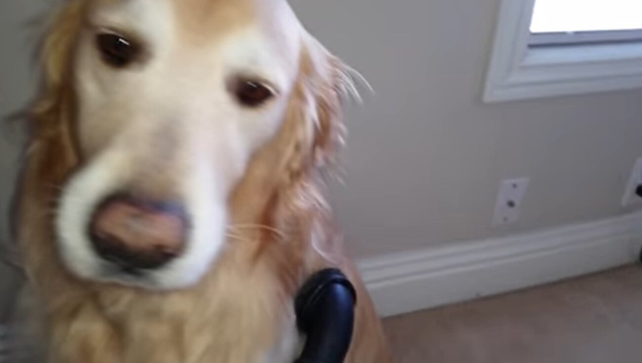 ゴールデンレトリーバー,動画