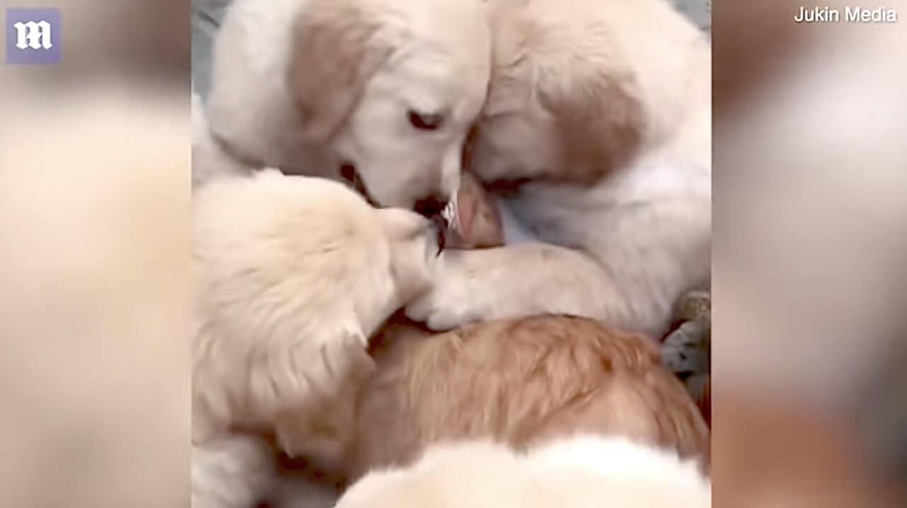 ゴールデンレトリーバー,動画