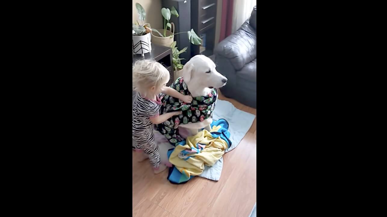 ゴールデンレトリーバー,動画