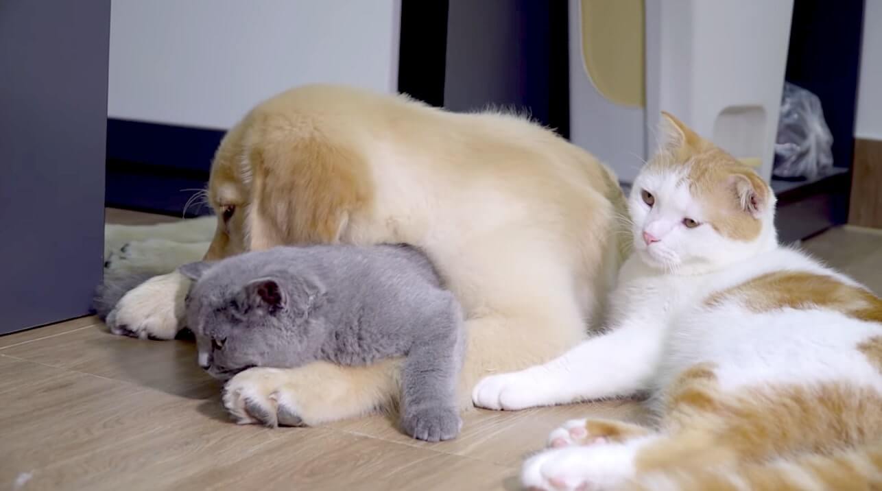 ゴールデンレトリーバー,動画