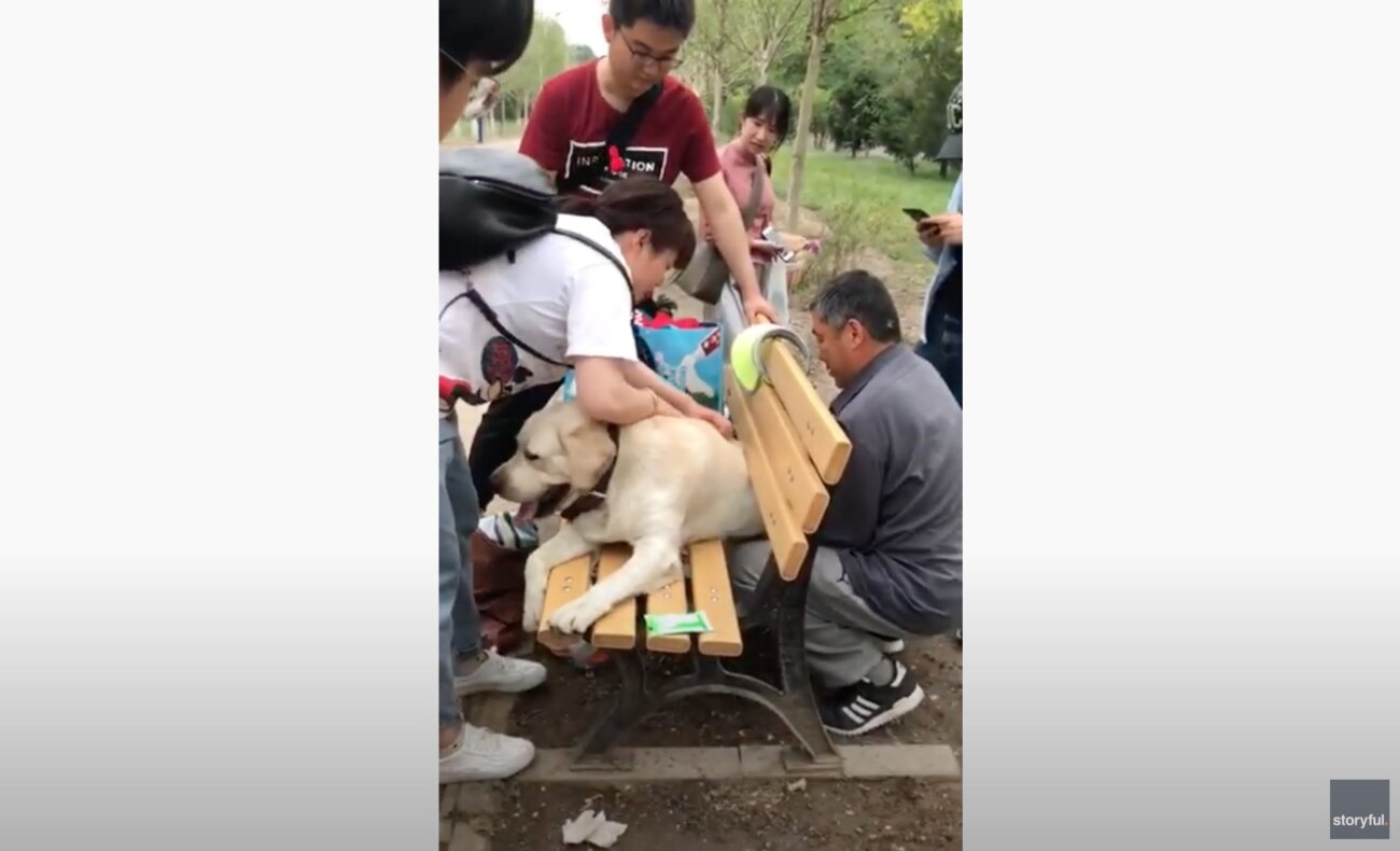 ラブラドールレトリーバー,動画