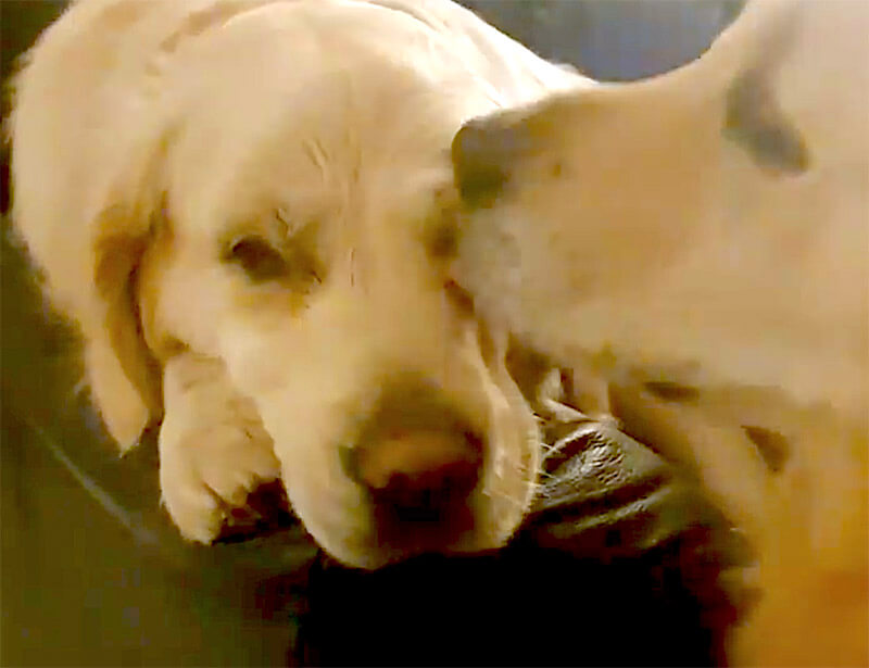 ゴールデンレトリーバー,動画