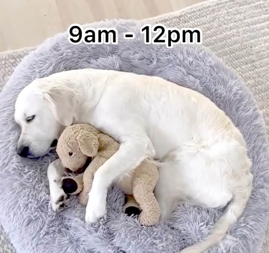 ゴールデンレトリーバー,動画