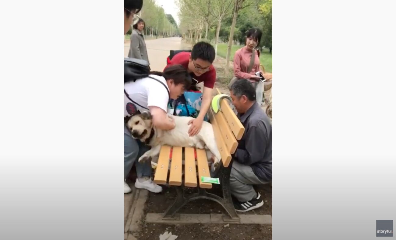 ラブラドールレトリーバー,動画