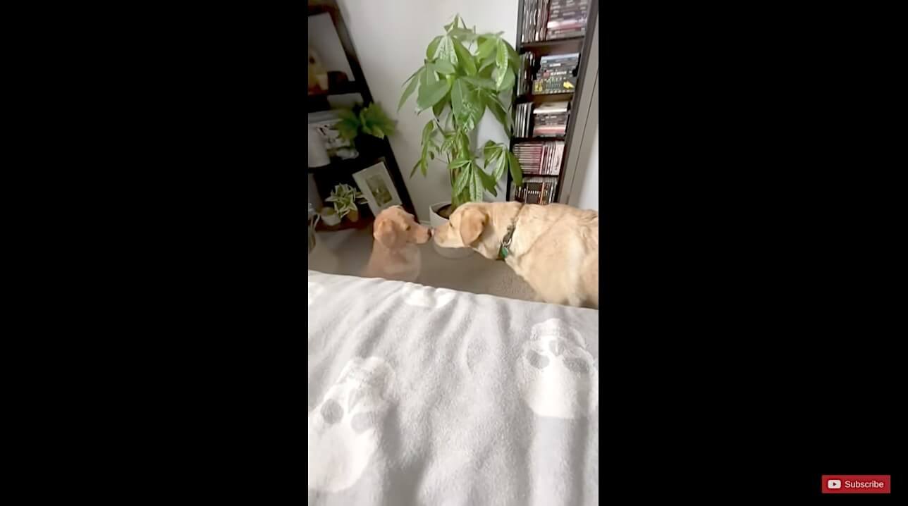 ラブラドールレトリーバー,動画