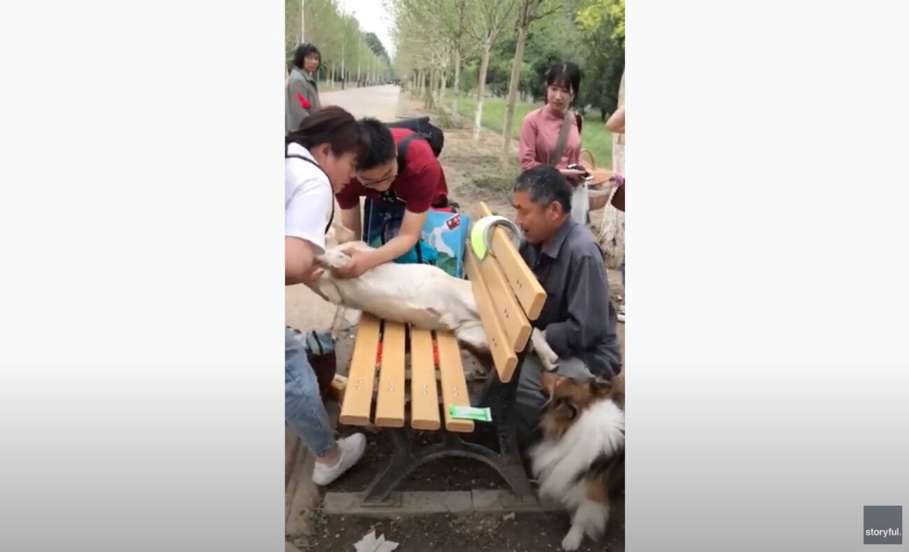 ラブラドールレトリーバー,動画