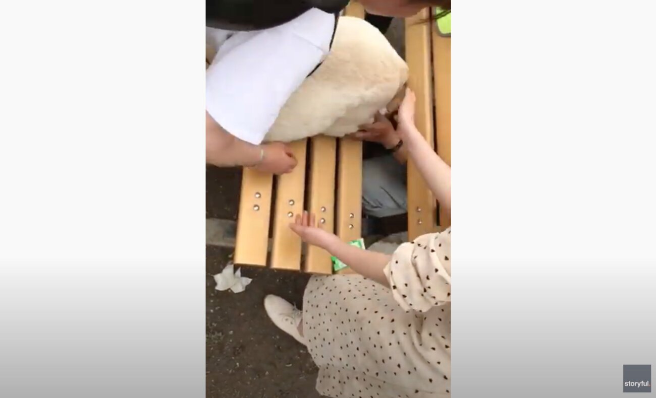 ラブラドールレトリーバー,動画