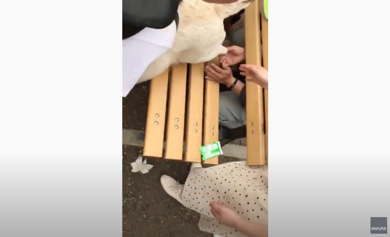 ラブラドールレトリーバー,動画