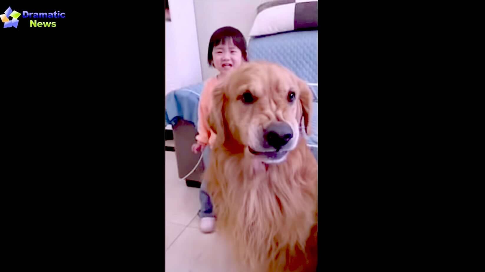 ゴールデンレトリーバー