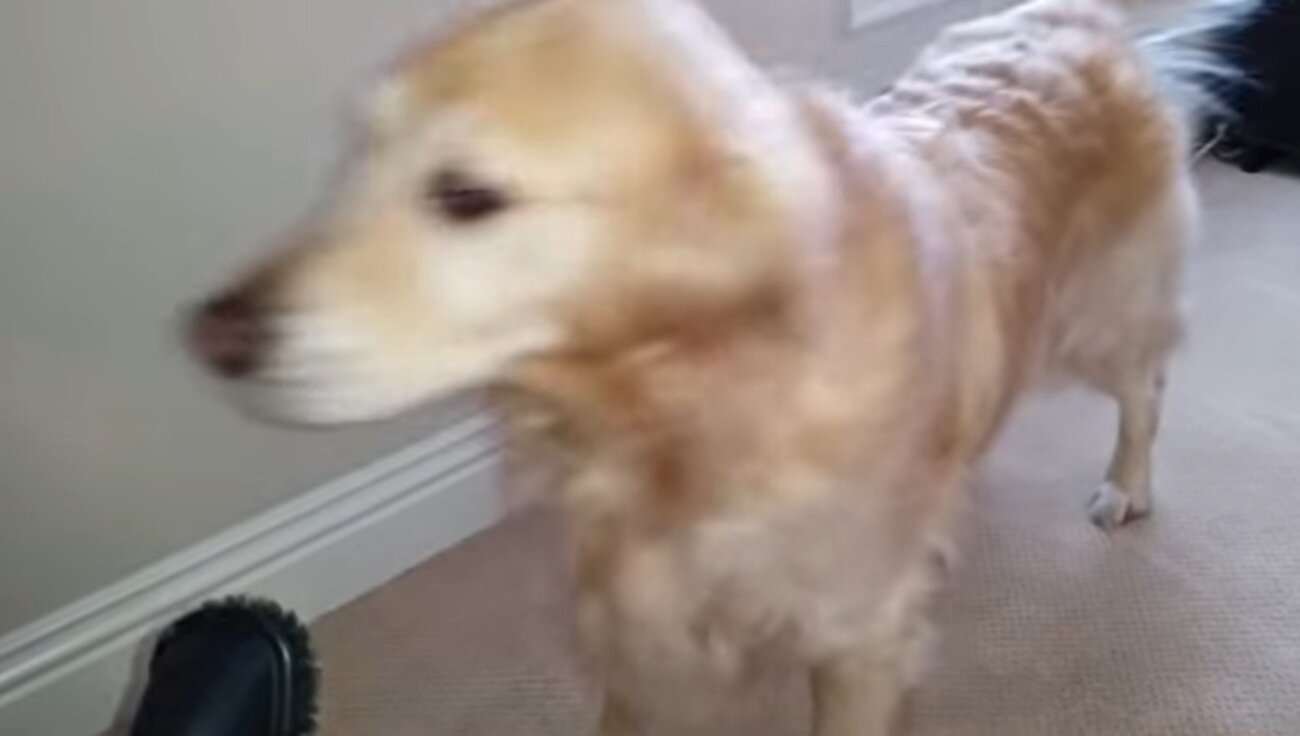 ゴールデンレトリーバー,動画