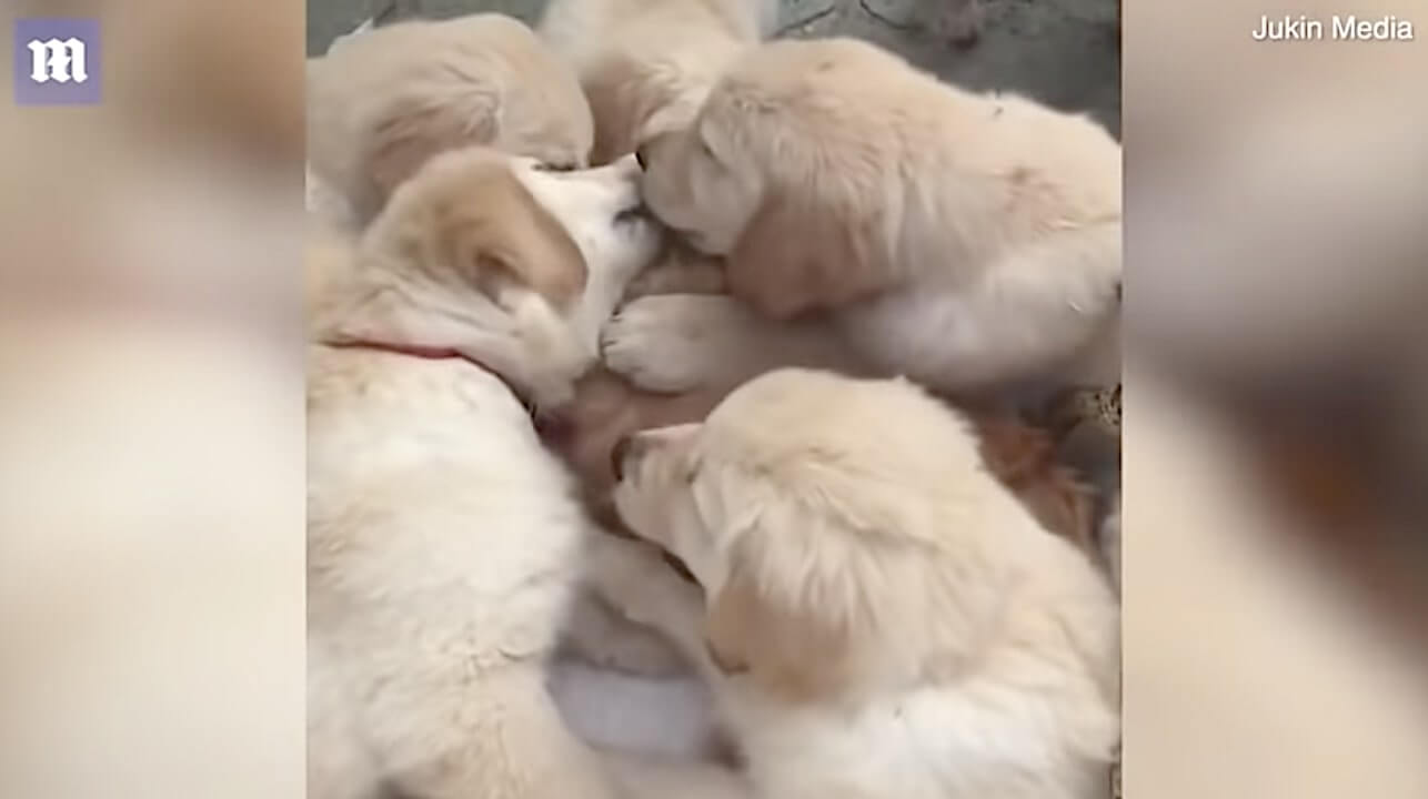 ゴールデンレトリーバー,動画