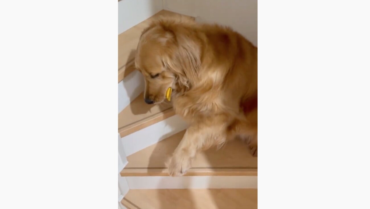 ゴールデンレトリーバー,動画