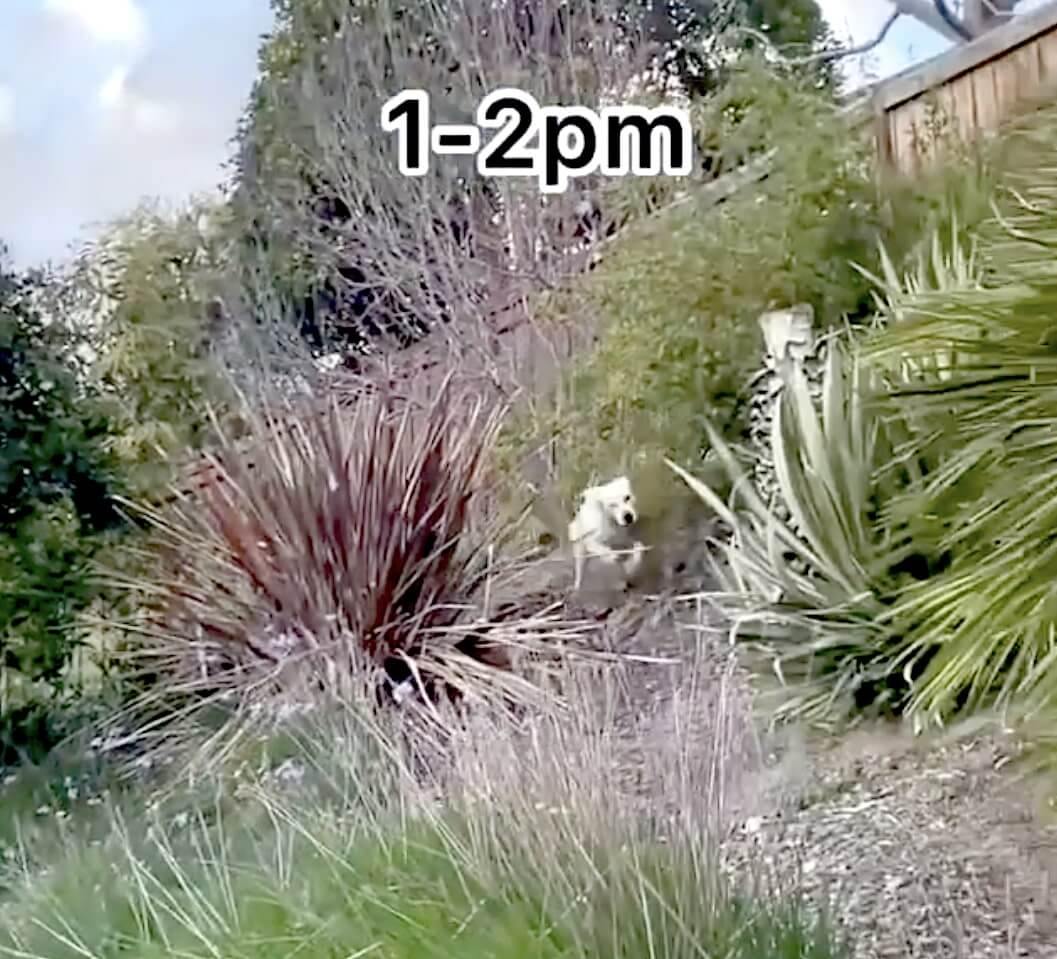 ゴールデンレトリーバー,動画