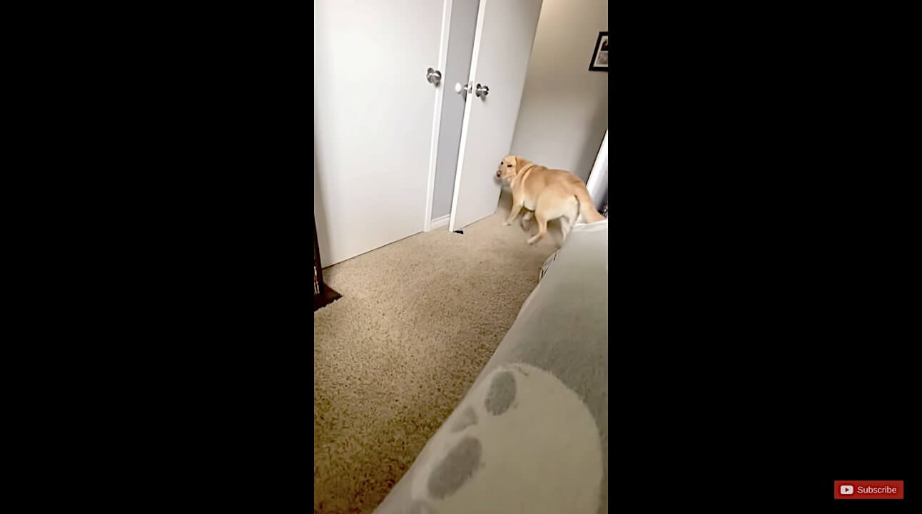 ラブラドールレトリーバー,動画