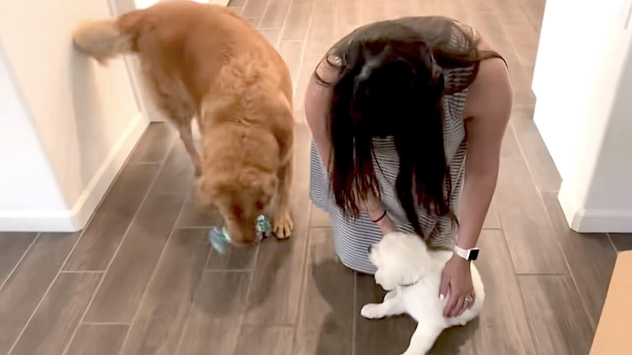 ゴールデンレトリーバー,動画