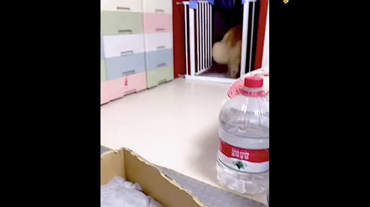 ゴールデンレトリーバー,動画