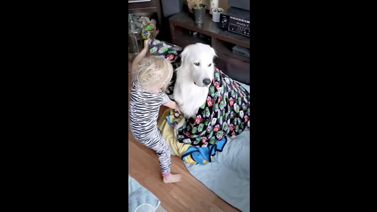 ゴールデンレトリーバー,動画