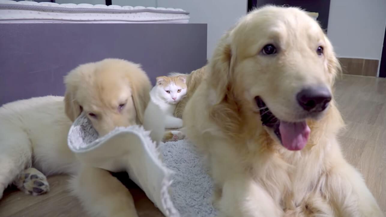 ゴールデンレトリーバー,動画