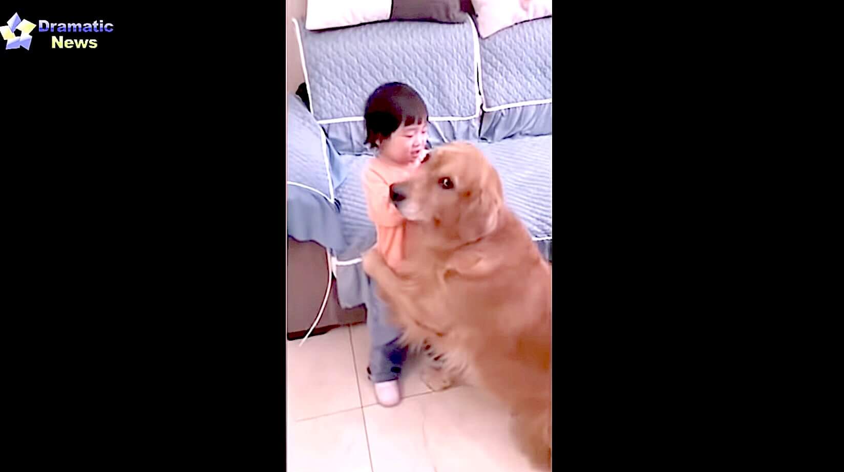 ゴールデンレトリーバー,動画