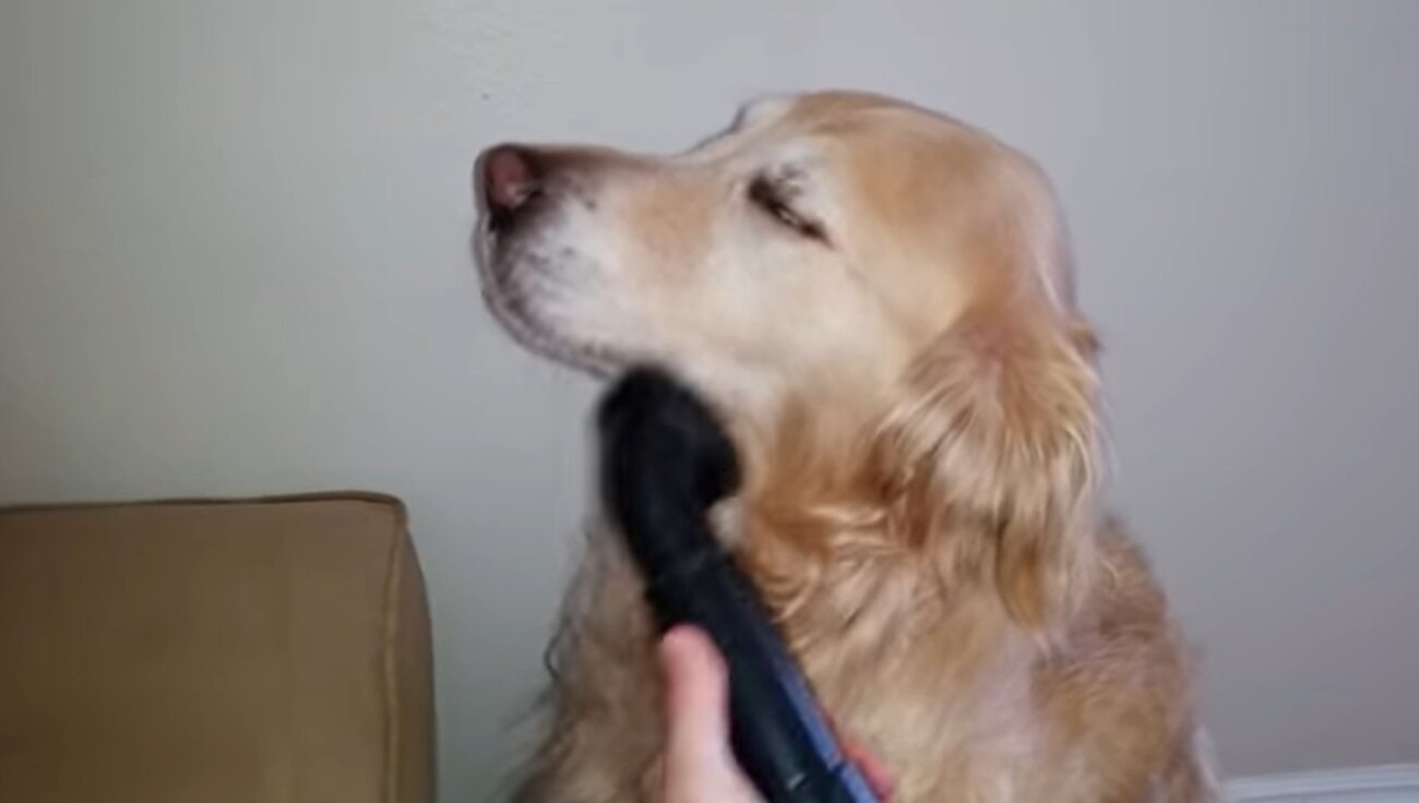 ゴールデンレトリーバー,動画