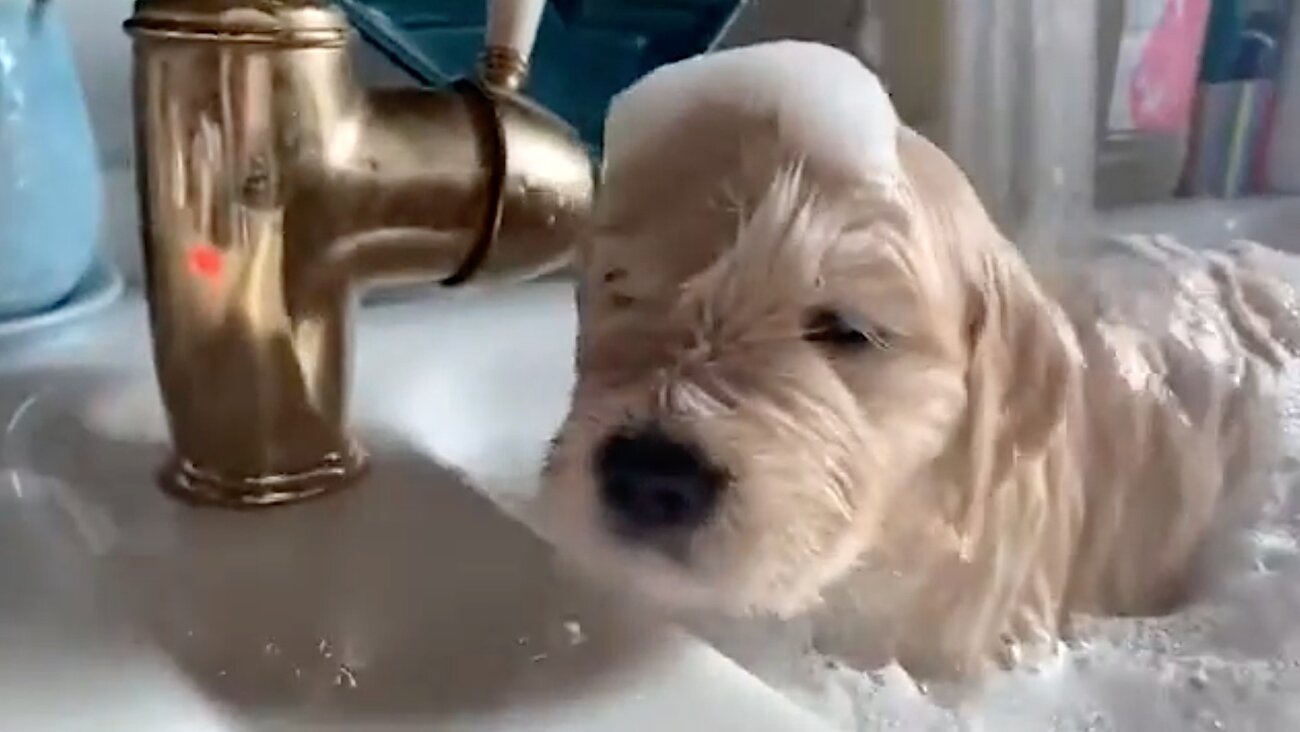 ゴールデンレトリーバー,動画